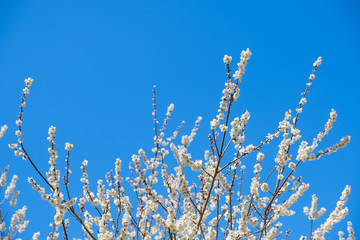 【写真素材】白梅の花と青空　広角　コピースペース