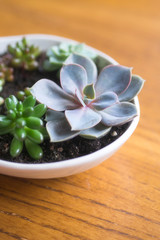 Lovely succulent plants, they are planted in beautiful flowerpots