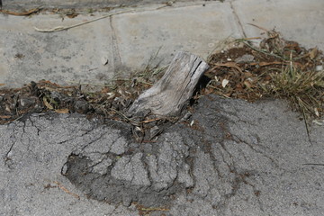 Broken tree breaking through the road
