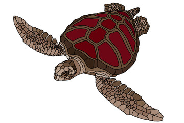 Fototapeta premium Jpeg illustration. Realistic design. Sea turtle with a red shell. Marine inhabitants. Children's illustration.