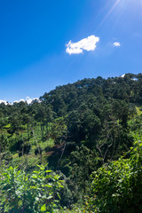 Fototapeta na wymiar Mountains in Guatemala, forest area and area of ​​sustainable crops, source of oxygen and pure air, source of water and conservation for the future.