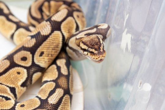 Royal python in the home terrarium