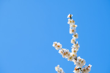 梅の花と青空　白梅　背景素材　バックグラウンド