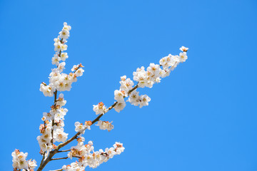 梅の花と青空　白梅　背景素材　バックグラウンド