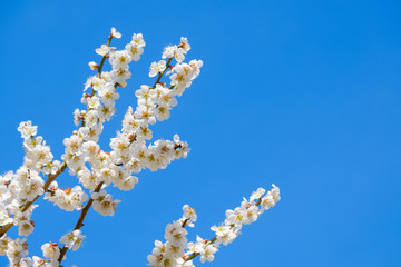 梅の花と青空　白梅　背景素材　バックグラウンド