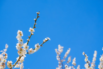 梅の花と青空　白梅　背景素材　バックグラウンド