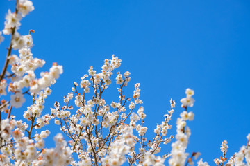 梅の花と青空　白梅　背景素材　バックグラウンド