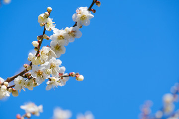 Obraz na płótnie Canvas 梅の花と青空　白梅　月ヶ瀬　奈良