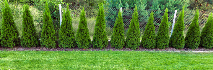 green grass with thuja trees in garden