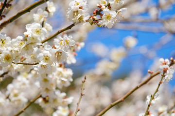 梅の花　早春　日本　晴れ