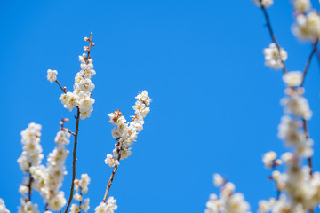 梅の花と青空　白梅　月ヶ瀬　奈良