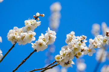 梅の花と青空　白梅　月ヶ瀬　奈良