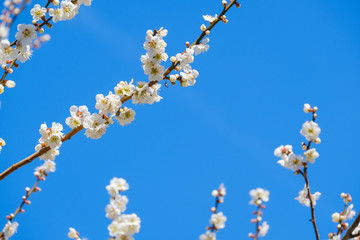 梅の花と青空　白梅　月ヶ瀬　奈良