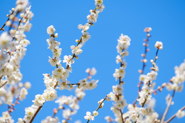 【写真素材】梅の花と青空　白梅　月ヶ瀬　奈良