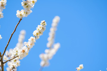 【写真素材】梅の花と青空　白梅　月ヶ瀬　奈良