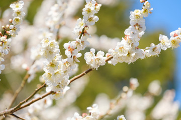 梅の花　早春　日本　晴れ