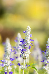 Obraz premium Closeup blue salvia flower over blurred nature background, outdoor day light, flower garden