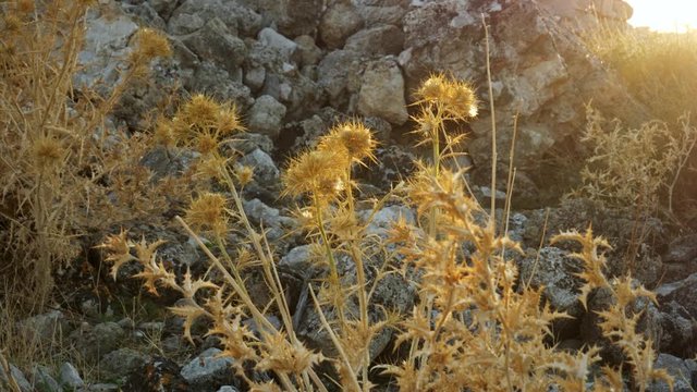 Sun shining on dry thistles at the ruins of Feraklos Castle, Rhodes, Greece