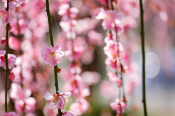 しだれ梅　紅梅　ピンク色