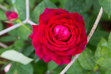 Red rose blooming over blurred green garden background, love and romance, valentine gift, nature background