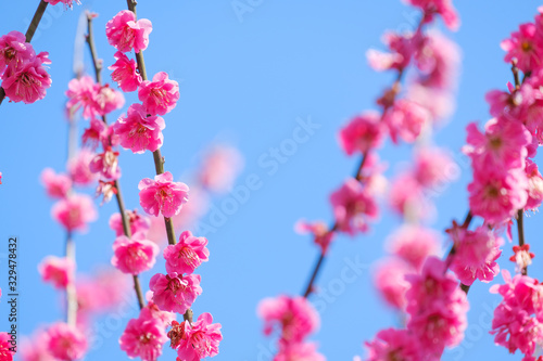 写真素材 梅の花と青空 紅梅 梅の花 Wall Mural Rummy Rummy