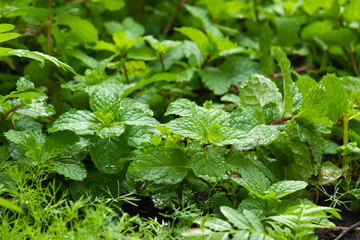 Green Peppermint Growing in Home Garden