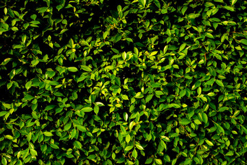 Obraz premium Green Leaves Wall