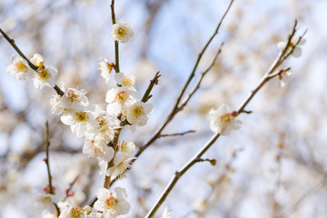 Obraz premium 梅の花と青空 白梅 つぼみ