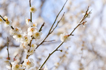 Obraz premium 梅の花と青空 白梅 つぼみ