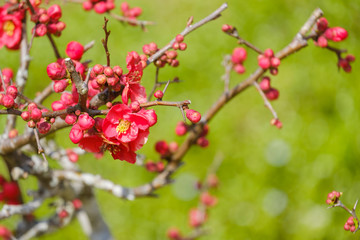 紅梅　梅の花　