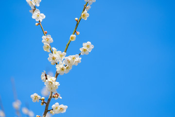 Obraz na płótnie Canvas 【写真素材】梅の花と青空　白梅　月ヶ瀬　奈良
