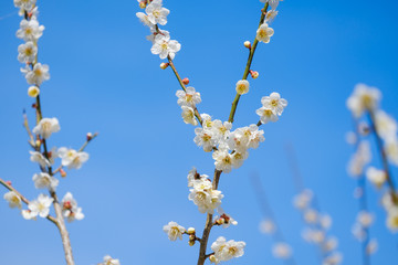 【写真素材】梅の花と青空　白梅　月ヶ瀬　奈良