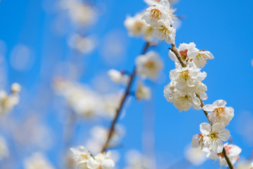 【写真素材】梅の花と青空　白梅　月ヶ瀬　奈良