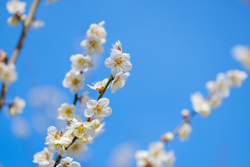 【写真素材】梅の花と青空　白梅　月ヶ瀬　奈良
