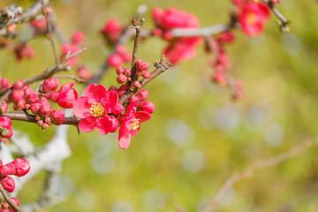 紅梅　梅の花　