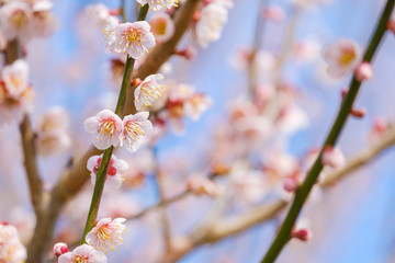 梅の花と青空　白梅　つぼみ