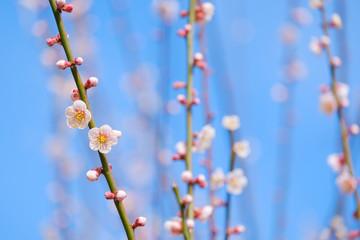 梅の花と青空　白梅　つぼみ