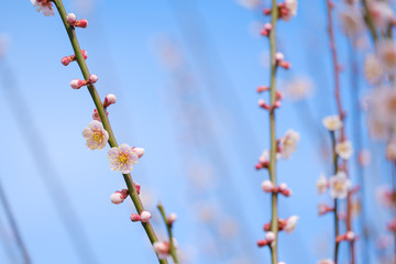 梅の花と青空　白梅　つぼみ