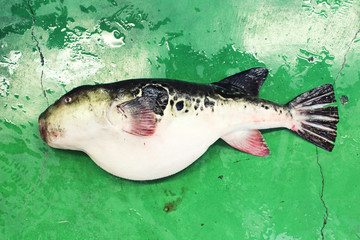 天然とらふぐ①