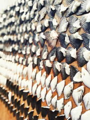 とらふぐひれ干し