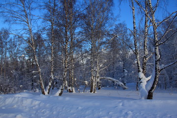 snowy forest and blue sky