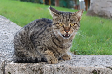 Fototapeta na wymiar cat in garden