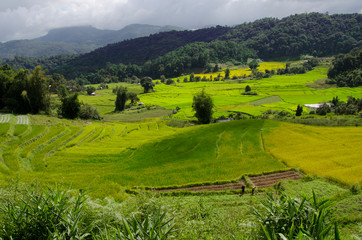 Obraz premium Green and yellow rice terrace in the valley and mountains