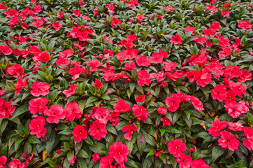 Fototapeta premium Beautiful red flowers of impatiens close up