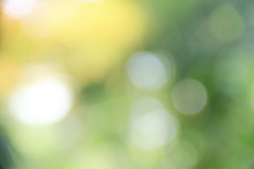 Obraz premium miękkie rozmycie roślin bokeh w ogrodzie