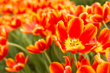 Red and yellow tulips fild. Spring background.