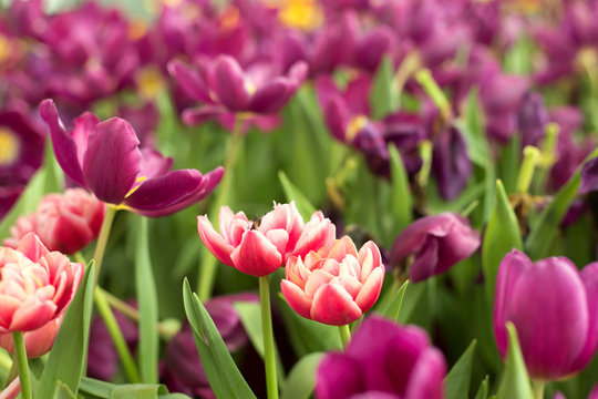 Purple and pink tulip flowers fild. Spring background.
