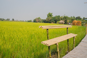 Atmosphere of rice fields and nature