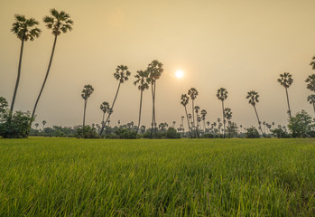 Atmosphere of rice fields and nature