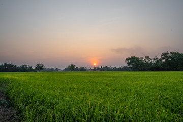 Fototapeta na wymiar Atmosphere of rice fields and nature